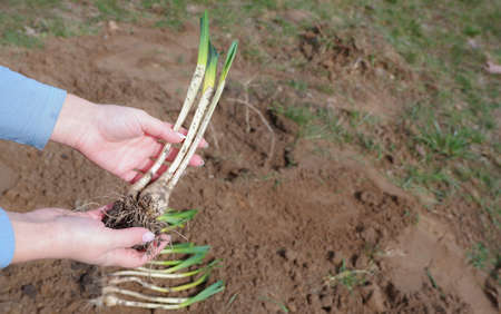 Planting daffodil flower seedlings in the spring. Woman doing spring work in the garden. Close-up on plants and hands.の写真素材