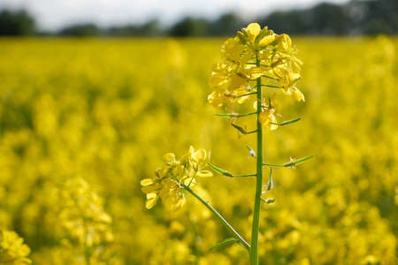 Yellow bright rapeseed flower close-up. Blooming rapeseed field. Canola Colza Yellow Flowers. Rapeseed, Oilseed Field Meadowの写真素材