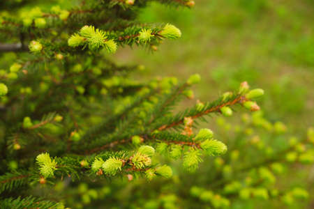 Spring landscape in shades of green. Young branches of a coniferous tree. Green needles of spruce....