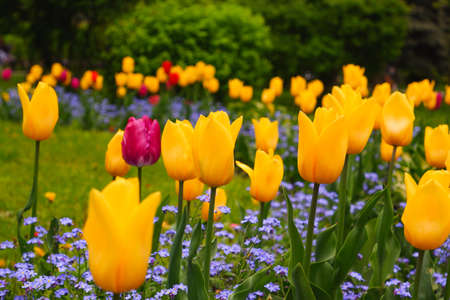 Yellow beautiful tulips blooming in a green garden