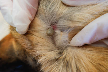 Acarus. Parasite. German shepherd dog was bitten by a tick. At the vet's appointment. We remove the large tick from the dog.の写真素材
