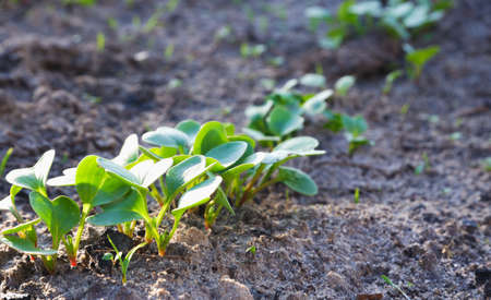 Radish shoots in the beds in the sunset. Green radish leaves sprouted from the ground.の写真素材