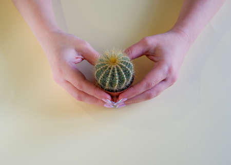 Female hands on a yellow pastel background hold a small decorative cactus in a flowerpot. Close up on hands and plant.の写真素材