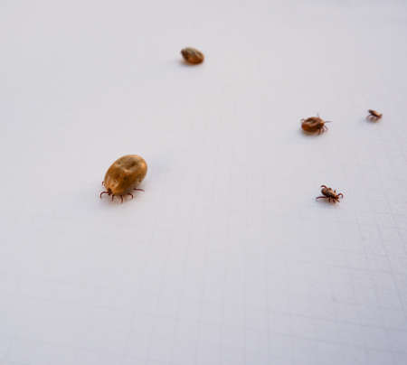 Acarus. Parasites. Mite. Several ticks removed from a dog after walking on white paper.