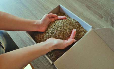Female hands take grass seeds from a cardboard shipping box. Preparing for sowing a lawn.の写真素材