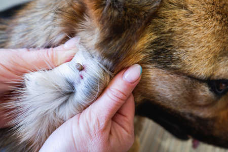 Acarus. Parasite. German shepherd dog was bitten by a tick. At the vet's appointment. We remove the large tick from the dog.の写真素材