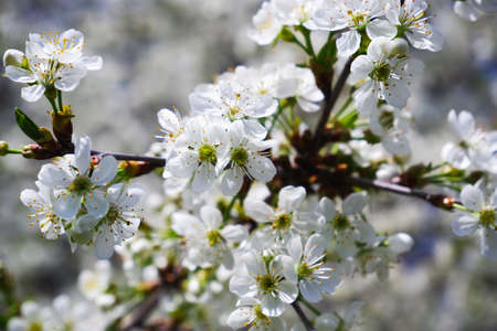 Blooming cherry. Delicate flowers of a cherry tree close-up. Blurred background of flowers and blue...