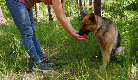 A female hand gives a drink to the dog. German Shepherd for a walk in the forestの写真素材