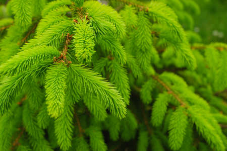 Young, juicy, green shoots on a coniferous tree close-up. The evergreen spruce tree grows in the spring. Natural background in green colors.の写真素材