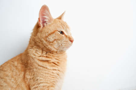 Portrait of a red cat. Satisfied cat on the background of a white wall. close-up portrait