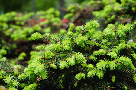 Spring background of bright fresh spruce branches Fir tree branches with young light green shoots abstract natural background texture. Young shoots of pine treesの写真素材