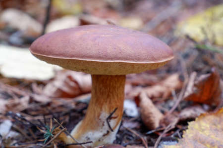 Mushrooms in the forest. Edible mushroom in a pine forest. close-up photo.