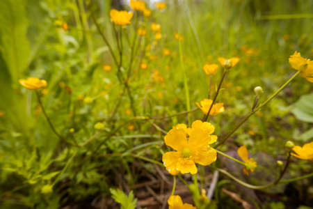 Little yellow spring wildflower. The first spring flowers close-up. background of nature.
