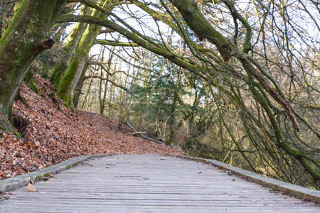 landscape. Wooden hiking path in a beautiful old forest in early spring. Wooden boardwalk in a forest preserve in early spring. low angle view of a wooden boardwalk.の写真素材