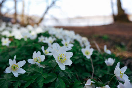 Wild forest flowers in spring. Beautiful white flowers blossoming in the park early in spring. Wood anemone spring forest. Anemone nemorosa flower in the forestの写真素材