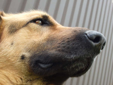 Muzzle of an adult German Shepherd. close-up. Funny leather nose. German shepherd with black mask...
