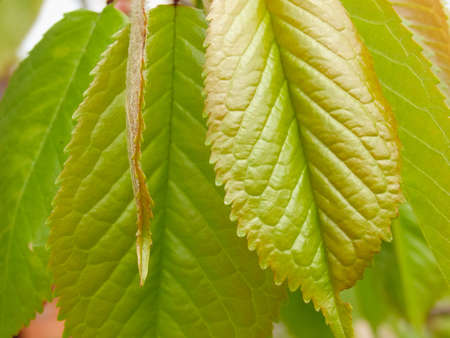 Green juicy cherry foliage close-up. Bright backgrounds with green colors. Vibrant green leaf macro...