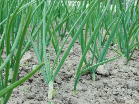 Green onions in the open field. organic food. organic farm, selective focus, vegetable harvest. The bed of onions bulb permacultureの写真素材