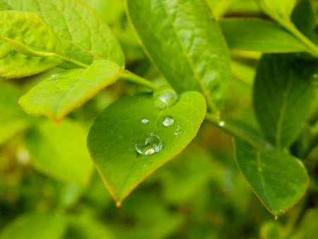 Green foliage of blueberries with dew drops. close-up. Fresh dew drops on green leaves. blueberry...