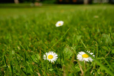 White daisies bloom on a mowed green lawn. Cute white daisy flowers on green grass. spring meadow. Daisy flower sprouted after moving the grassの写真素材