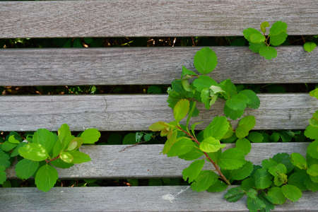 Green bush shoots sprouted through a wooden bench in a public park.の写真素材