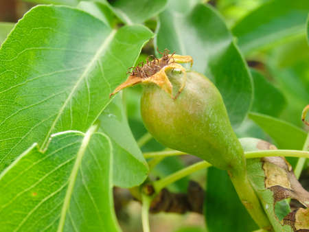 Small green pears on a branch in the garden in spring after flowering. Young fruit pears after blossom in garden.の写真素材