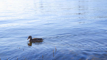 European landscape. Wild ducks on the lake in the city park. Ducks on the park lake river at autumn...