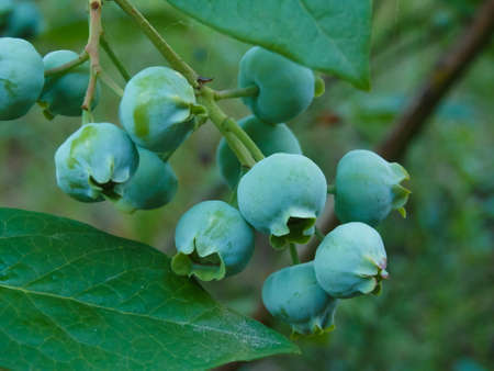 Green unripening Blueberries on the Bush. Healthy food and antioxidant, blueberry berries unripening on plant in summerの写真素材