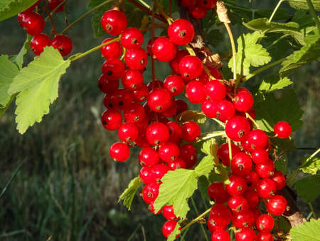 Redcurrant on bush in garden in summer sunny day. Berries of juicy ripe red currant on a bush. Red...