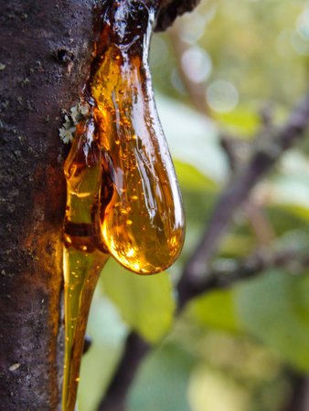 Amber yellow resin drop. Resin on the tree in orchard. Orange natural resin on a treeの写真素材
