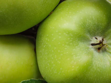 Close Up Of Fruit Growing On Tree. Apples ripen on a columnar apple tree. Green apples ripen on the...