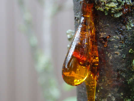 Amber yellow resin drop. Resin on the tree in orchard. Orange natural resin on a treeの写真素材