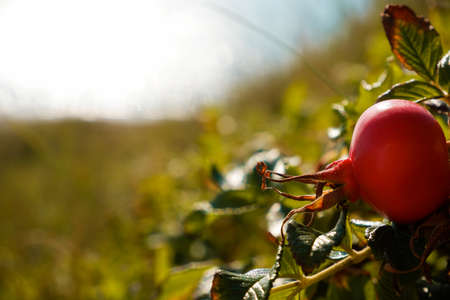 Rosehip on the branches. Red wild rose fruits, autumnal rosehip fruits on shrub at sunset. natural...