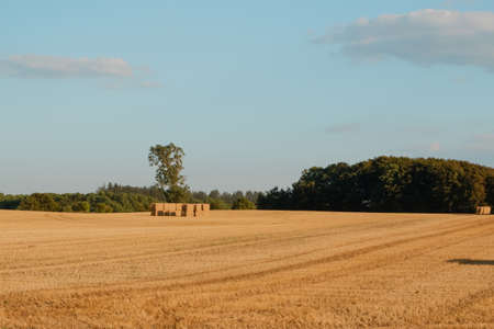 Field of freshly bales of hay with beautiful sunset. Harvested field with straw bales. Agriculture...