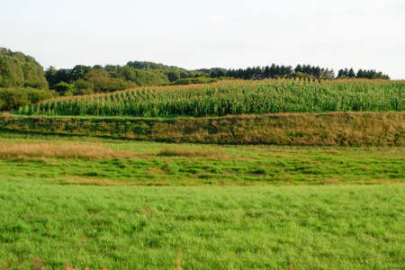 green cornfield ready for harvest, late afternoon light, sunset. Field with sown corn, forest and...