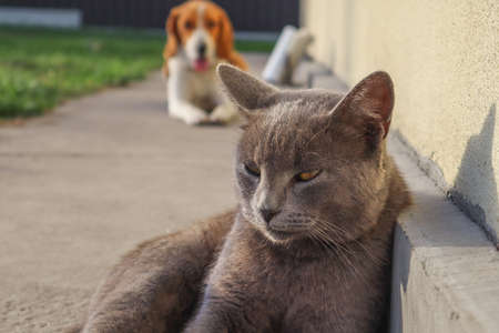 Gray British cat lying on his back. Gray british shorthair cat lying down looking away. Pet Close-up.の写真素材