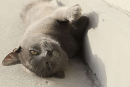 Gray British cat lying on his back. Gray british shorthair cat lying down looking away. Pet Close-up.の写真素材