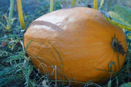 A yellow pumpkin grows in a garden in the open ground.Vegetable garden in the village. big orange pumpkinsの写真素材