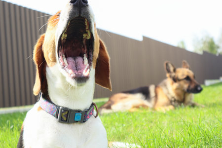 Yawning dog. dog theme. Beagle dog with wide open mouth. Tricolor beagle dog on green grass, sunny summer day. Place for text.の写真素材