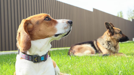 A young beagle lies with German Shepherd on the green grass. Cute Estonian hound dog lies on the green grass. beagle with german Shepherd dog lying on green grass.の写真素材