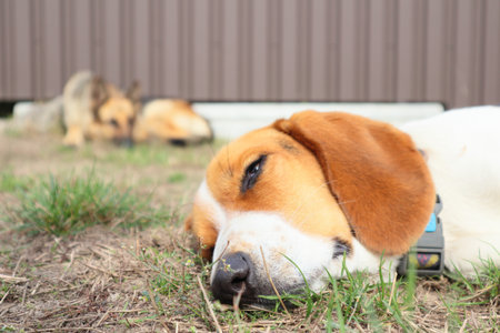 A young beagle lies with German Shepherd on the green grass. Cute Estonian hound dog lies on the green grass. beagle with german Shepherd dog lying on green grass.の写真素材