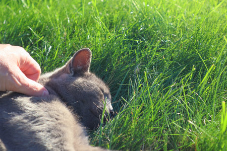 Gray British cat with green eyes on a green background: close-up. Lovable Scottish Fold Catの写真素材
