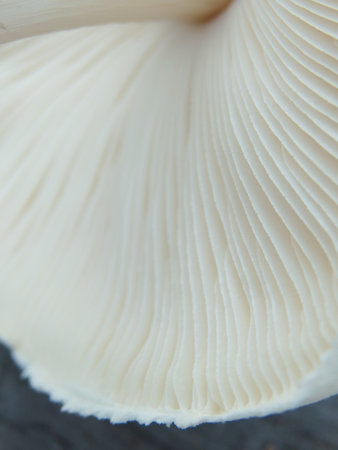 Close up of gills of agaric mushroom?. Lamella of a big white mushroom abstract background macro close upの写真素材