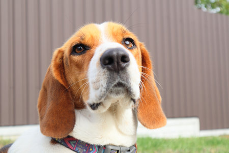 Close-up of Beagle against green grass background. Estonian Hound great hunting dog sitting on the grass in park. Estonian hound close up on a background of grass. portrait of a dogの写真素材