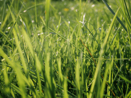 A natural spring garden background of fresh green grass. Fresh green grass background in sunny...