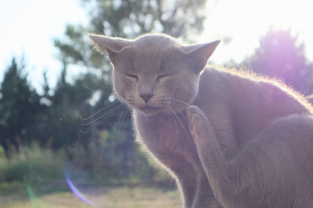A British gray cat basking in the sun. A domestic gray cat rests relaxed on the wood bench in the rays of the sunの写真素材