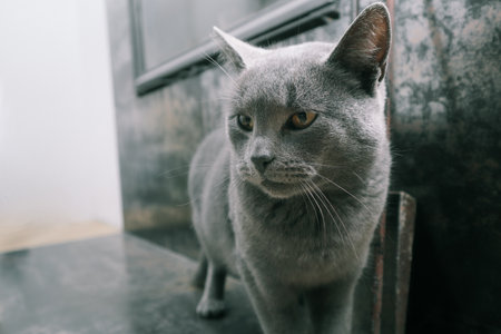 The gray British cat near the fireplace. Cute gray British shorthair cat walking at home interior. British Short Hair cat walking on modern interiorの写真素材