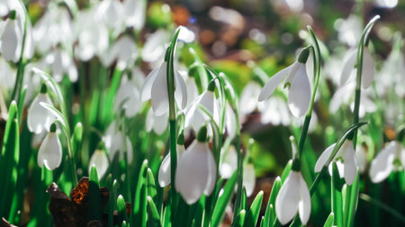 Spring snowdrop snowflake flowers blooms. Snowdrops, Galanthus nivalis, in flower in February. Snowdrops in the forestの写真素材