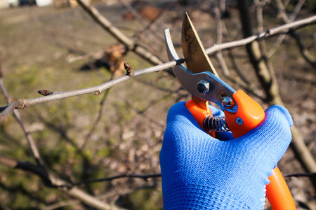 Pruning of trees with secateurs. Seasonal gardening, pruning plants with pruning shearsの写真素材