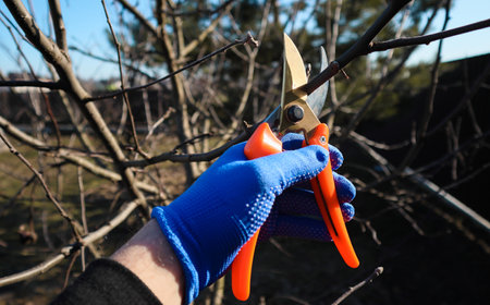 Pruning of trees with secateurs. Seasonal gardening, pruning plants with pruning shearsの写真素材